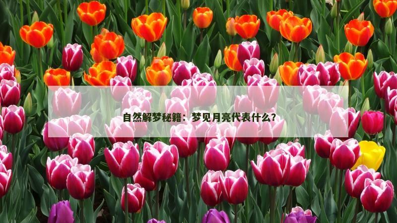 自然解梦秘籍：梦见月亮代表什么？