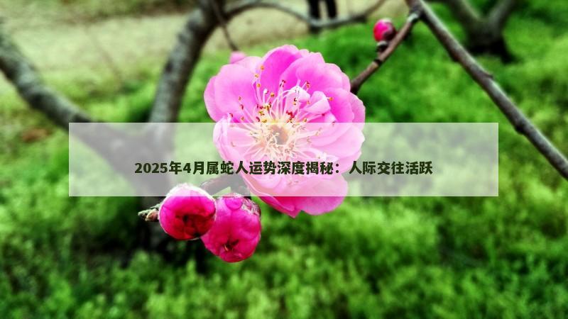 2025年4月属蛇人运势深度揭秘：人际交往活跃