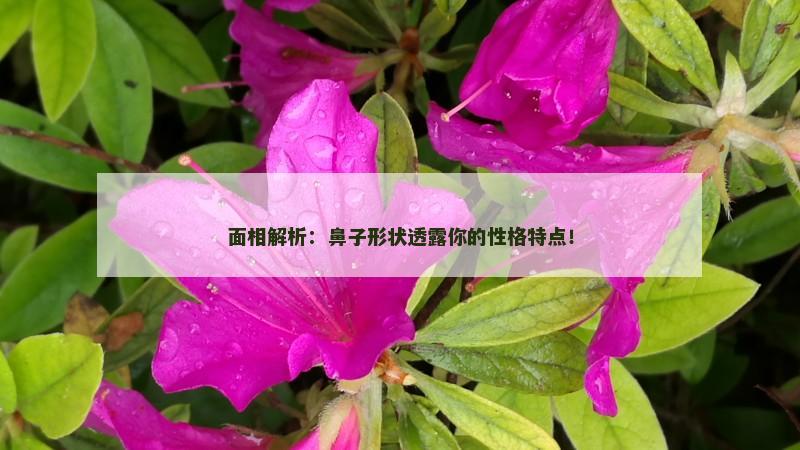 面相解析：鼻子形状透露你的性格特点！