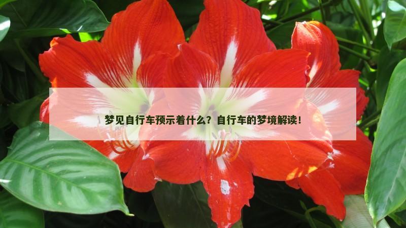 梦见自行车预示着什么？自行车的梦境解读！