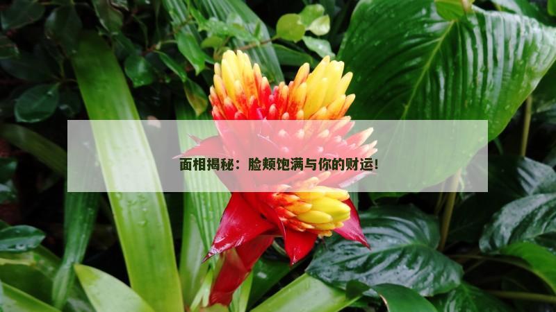 面相揭秘：脸颊饱满与你的财运！