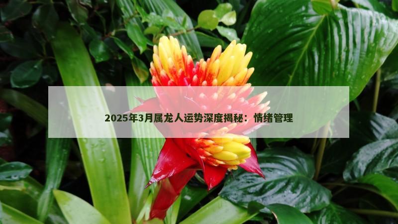 2025年3月属龙人运势深度揭秘：情绪管理