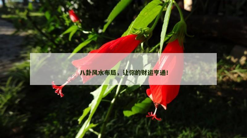 八卦风水布局，让你的财运亨通！