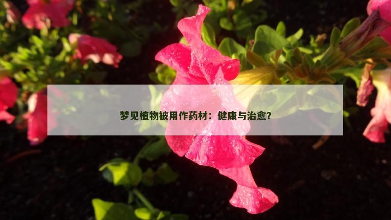 梦见植物被用作药材：健康与治愈？