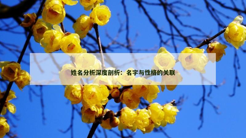 姓名分析深度剖析：名字与性格的关联