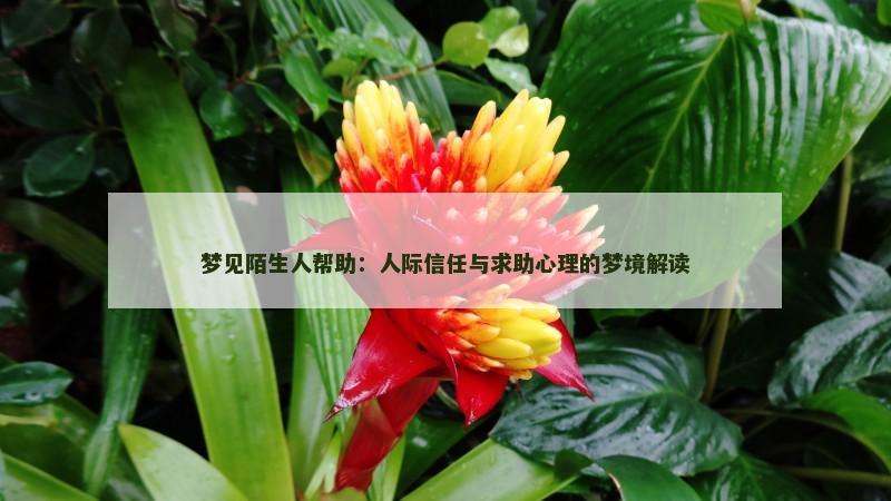 梦见陌生人帮助：人际信任与求助心理的梦境解读