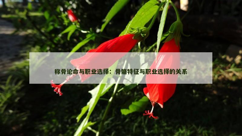 称骨论命与职业选择：骨骼特征与职业选择的关系
