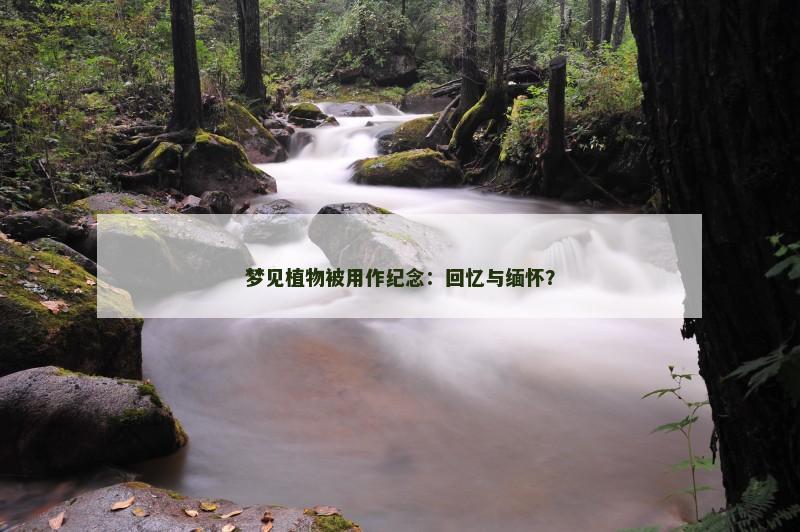 梦见植物被用作纪念：回忆与缅怀？