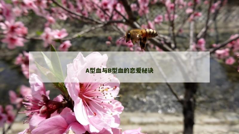 A型血与B型血的恋爱秘诀