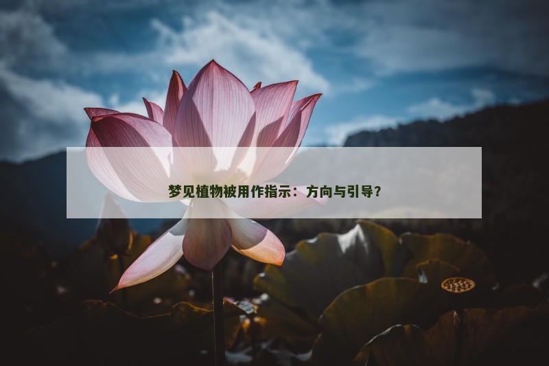 梦见植物被用作指示：方向与引导？