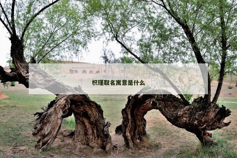 枳瑾取名寓意是什么