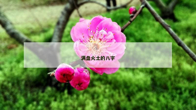 满盘火土的八字